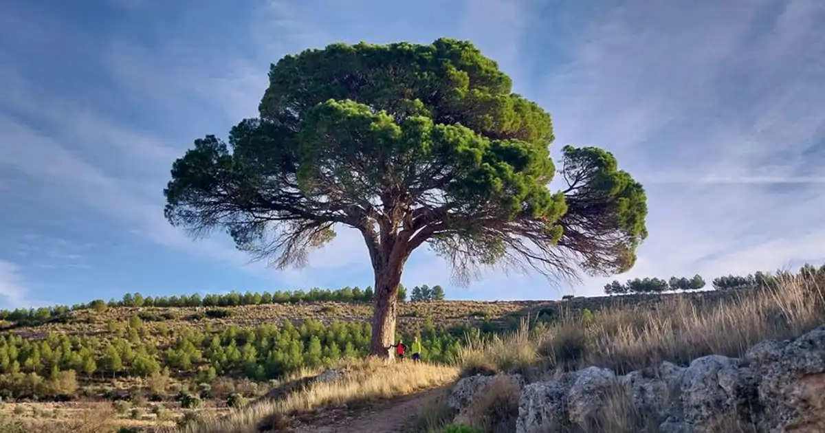 Equilibrar tu árbol genealógico: primer paso hacia la libertad